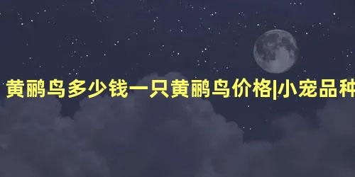 黄鹂鸟多少钱一只黄鹂鸟价格|小宠品种